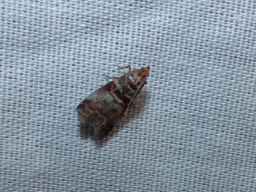 Réf. 271 318 : Acrobasis advenella